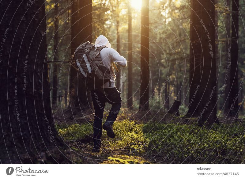 Man hiking in the woods and the sun shines through the forest nature landscape spring sunlight tree summer needlewood idyllic environment sunset trunk sunshine
