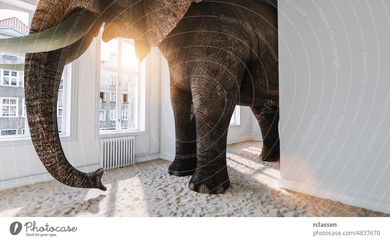 Big elephant in the small room with sand ground as a funny space problem concept image apartment office architecture home big buildings humor search tight wall