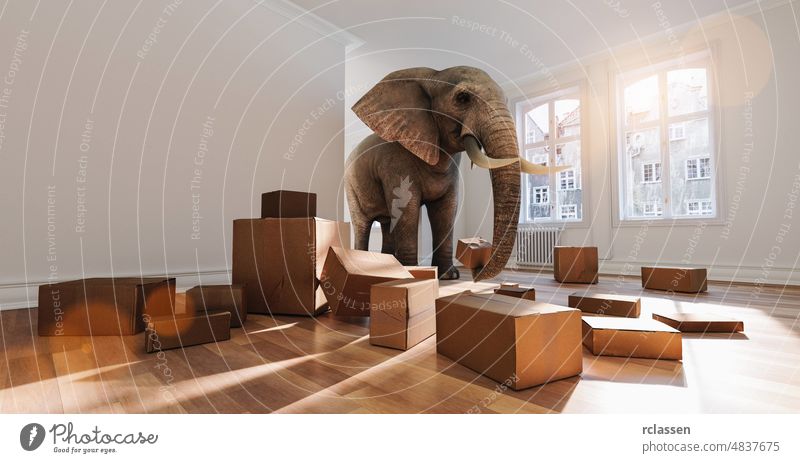 elephant with moving boxes when moving in the room as a funny space problem concept move forwarding assist take strong strength home interior office house
