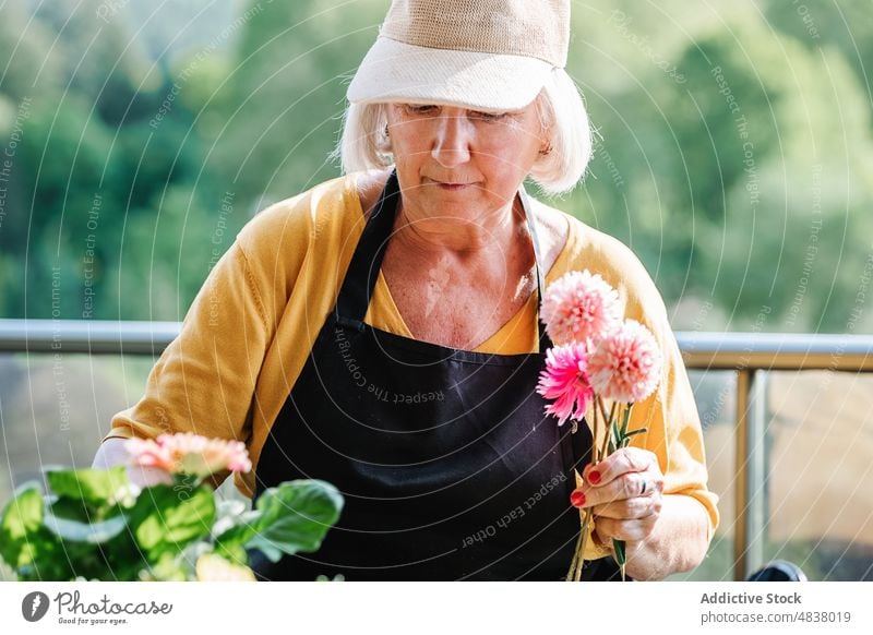 Senior woman taking care of flowers in pot elderly plant bloom floral female blossom work smile gardener fresh florist senior cheerful cultivate occupation