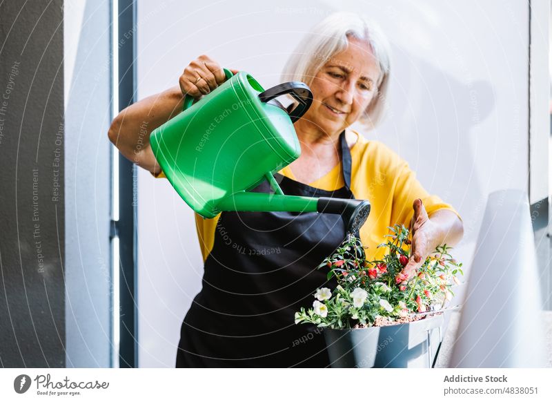 Senior woman watering potted flower watering can plant senior gardener elderly cultivate female close up care horticulture fresh bloom agriculture blossom