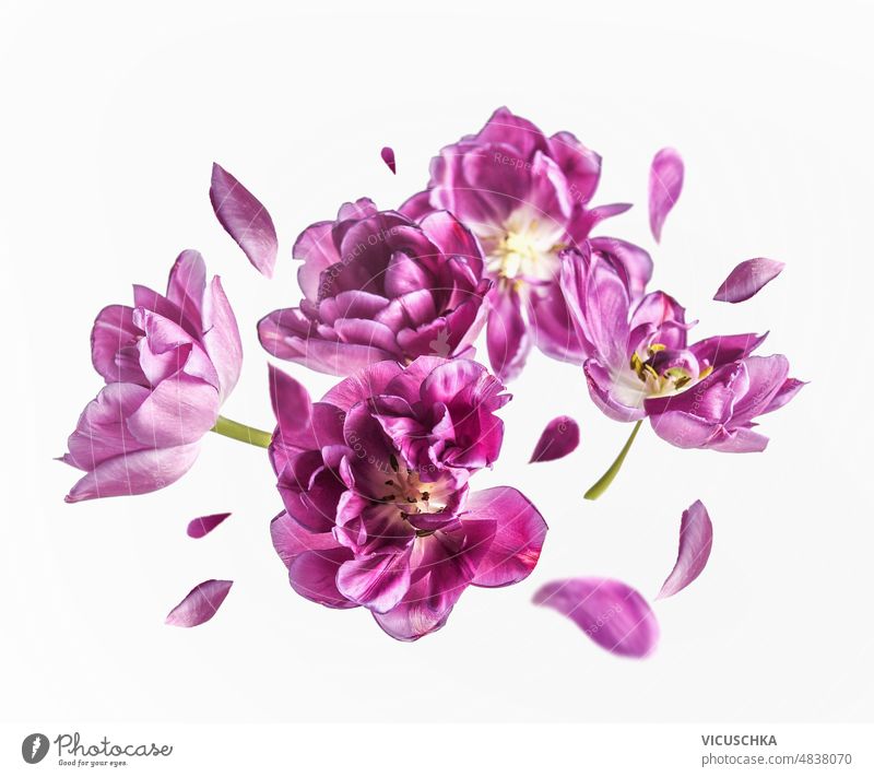 Flying purple tulip blooms and petals at white background. flying flowers levitation concept springtime front view nature beautiful blooming blossom blossoms