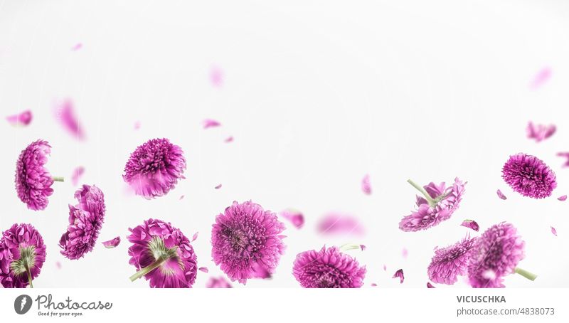 Border with flying purple flowers and petals at white background. border floral summer spring backdrop beautiful levitating front view copy space banner blossom