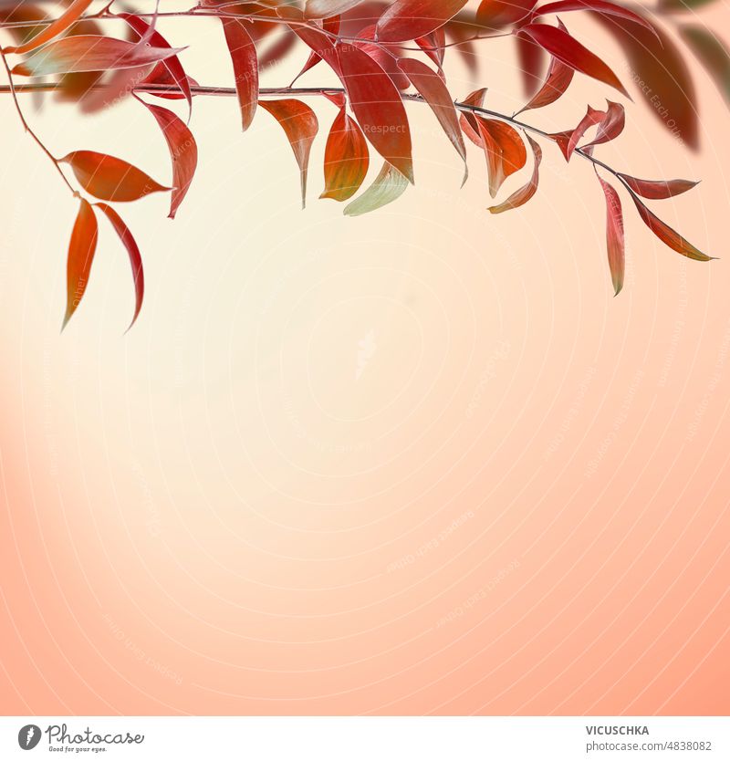 Autumn nature border with red leaves branch at sunset background. autumn top view copy space design abstract natural beautiful foliage color effect fall frame