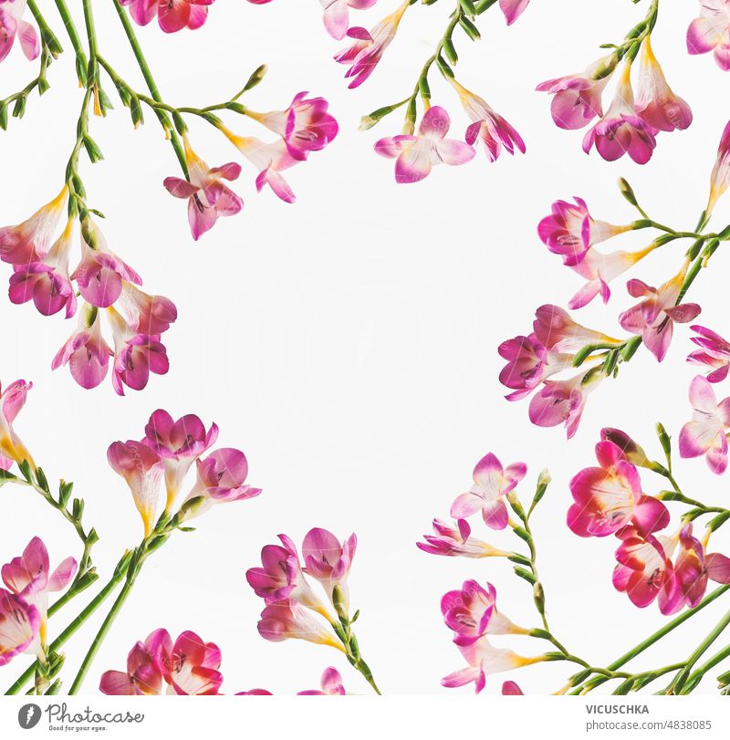 Flowers frame with purple flower petals and green curved stems at white background. floral backdrop circle shaped copy space top view design bloom blossom