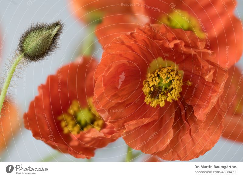 Papaver nudicaule, Iceland poppy, plant with buds and flowers papaver Poppy shrub short-lived Blossom blossoms orange-red subarctic Papaveraceae poppies variety