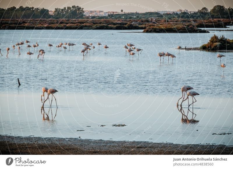 A group of flamingos in the waters of the Carboneros salt flat, in Chiclana de la Frontera, Cadiz, Andalusia, Spain marshes salt marshes chiclana de la frontera