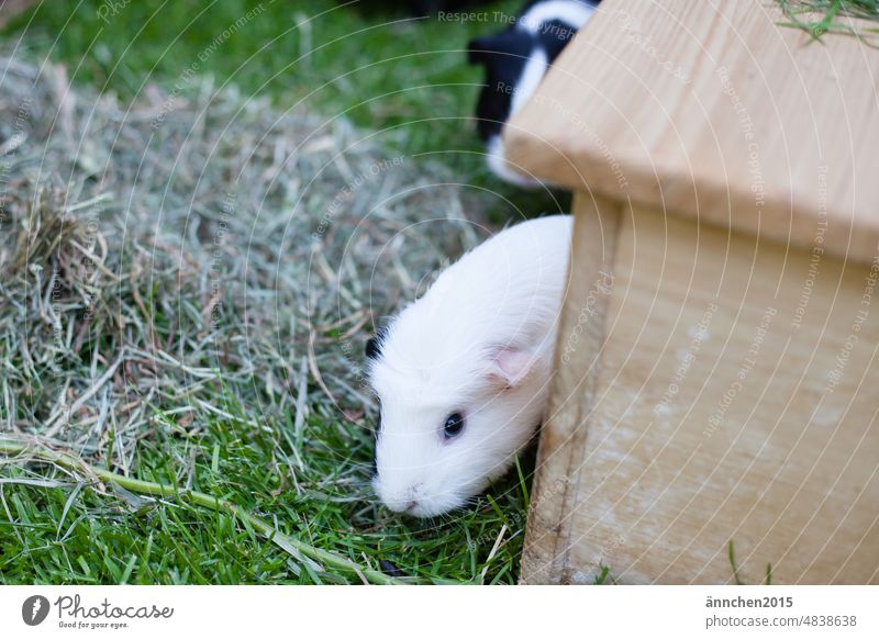 a white guinea pig looks out of its house, behind it you can see another dark guinea pig freewheel animals Guinea pig Grass Garden House (Residential Structure)