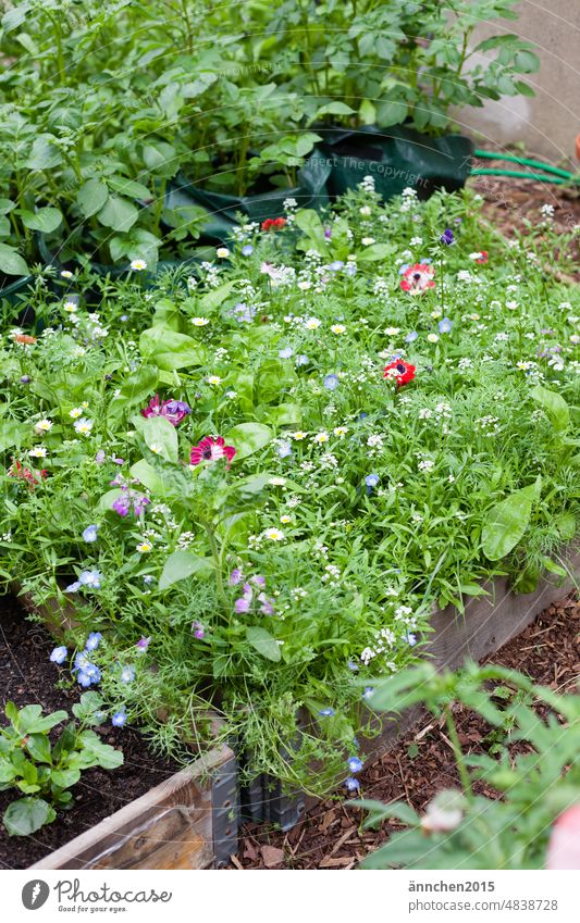 A raised bed in the garden with a wildflower meadow Potatoes Garden Bed (Horticulture) kitchen garden Country  garden wild flowers Anemone Dahlia grow Blossom