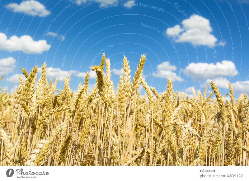 Cornfield agriculture with blue cloudy sky in summer agricultural barley bread cereals clouds cores cornfield crop ear earth economy estate farm farmer farmland