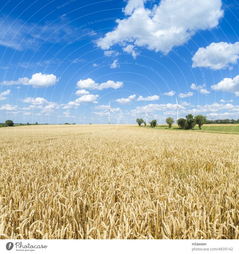 Cornfield in summer with blue cloudy sky and windpower park at the background agricultural agriculture alternative barley bread cereals clouds cores cornfield