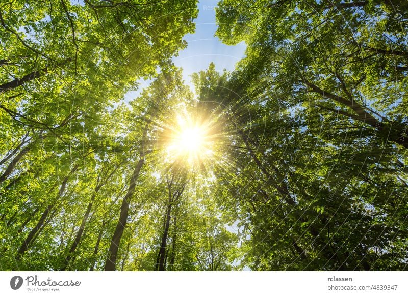 Evening sun shining explosive through treetop in a spring forest leaves foliage light sunshine rays Forest nature environment Treetop summer bole botany Trees