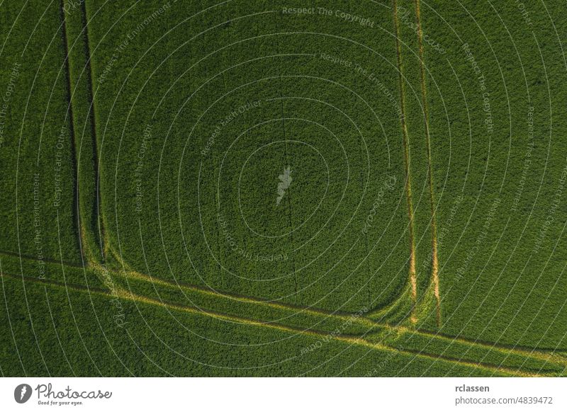 Green Wheat Field, drone shot field wheat above aerial agricultural agriculture background barley beautiful bright tracks chlorophyll color corn countryside