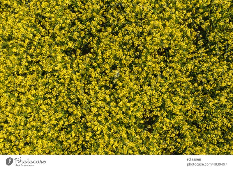 Canola field drone shot biofuel rapeseed farming aerial agriculture canola yellow industry grain harvest biomass biotechnology above combine view oil plant