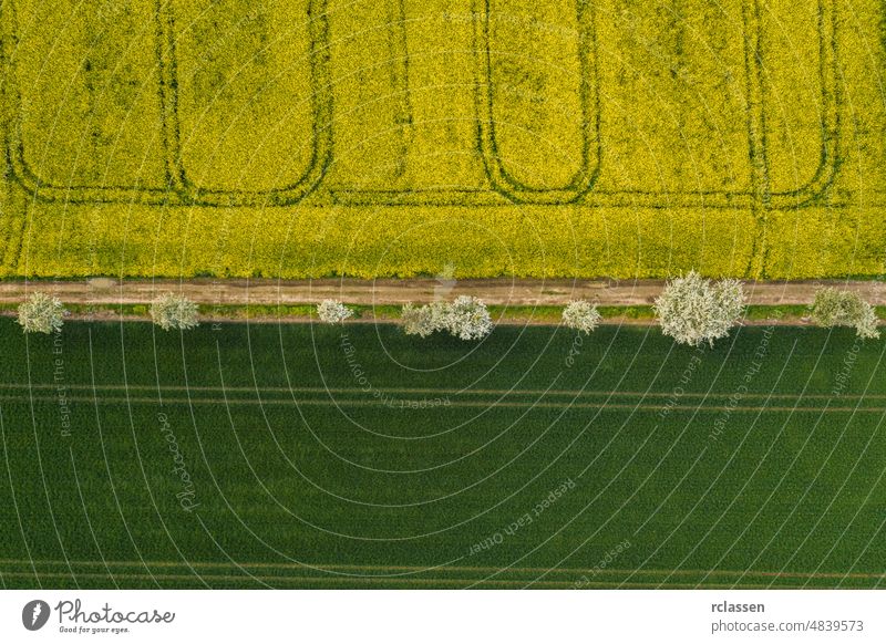 Aerial view of a rapeseed field in bloom phase and a corn field with path of tree at spring time. Ecology agriculture near farm. drone shot biofuel farming