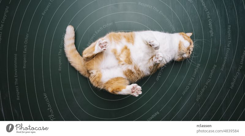 Ginger cat lies on its back on blackboard background in a new apartment. Fluffy pet is doing to sleep there or funny. house family animal chill texture