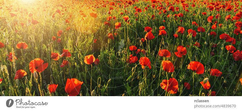 poppy field panorama banner size france background beautiful sunrays beauty bloom blossom blue clouds color countryside district europe floral flower garden
