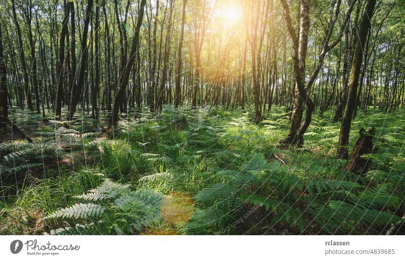 Sunbeams Shining through the magic forest covered with ferns sunbeam landscape light nature sunlight green woodland sunny atmosphere back light back lit beech