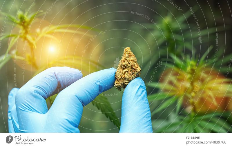 scientist with gloves holding cannabis bud and checking hemp plants. Concept of herbal alternative medicine, cbd oil, pharmaceutical industry medical laboratory