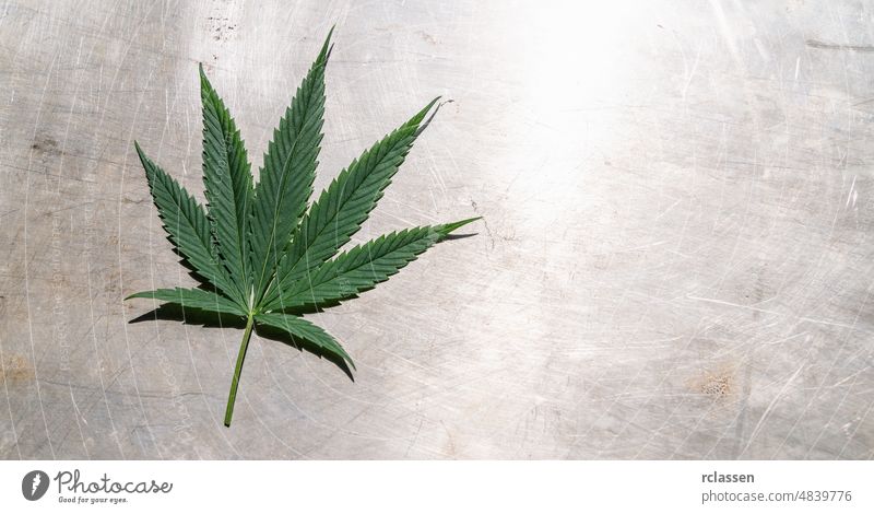 Female Marijuana leaf on metalic backgroundt. banner size, copyspace for your individual text. cannabis cbd hemp marijuana metallic plant oil grow black table