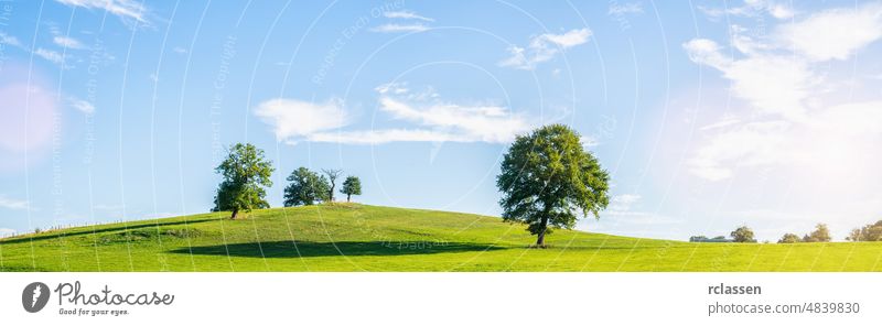 A lonely old bald tree on a fresh green meadow, a vibrant rural landscape with blue sky, panorama outdoors summer clouds oak agriculture authentic azure
