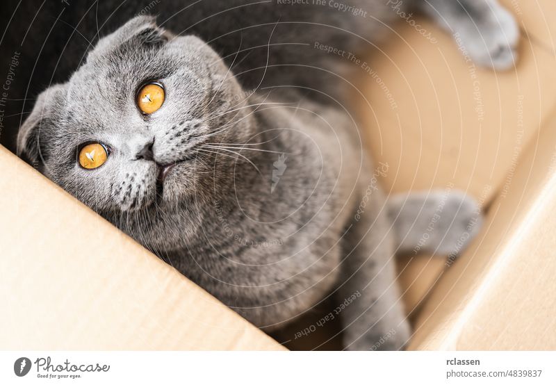 Funny scottish fold cat looking curious out of cardboard box british adorable furry tabby animal beautiful catlike cattish cute domestic doors eyes face female