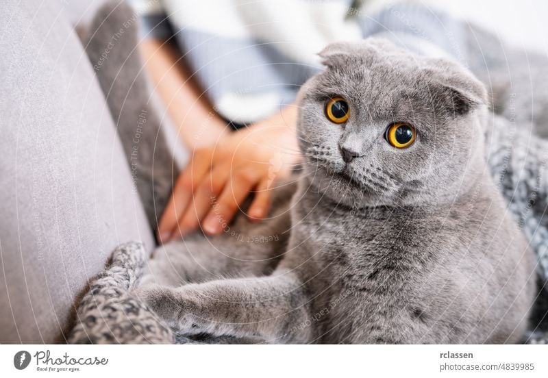 Cute scottish fold cat lying on a sofa and looks weird adorable animal british cheerful culture cute beautiful blanket cats comfortable cozy domestic animals
