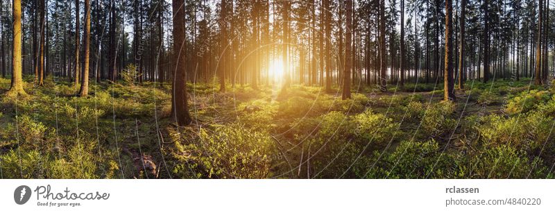 forest backlighted by golden sunlight before sunset panorama nature landscape spring tree summer leaf needlewood idyllic environment fairytale magic trunk