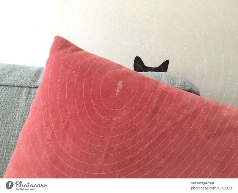 Cushion cat Cat Hiding place Hide Playing ears Red Gray Black Invisible Pet Cute Animal Colour photo pretty Small Domestic cat Funny Humor couch Living room