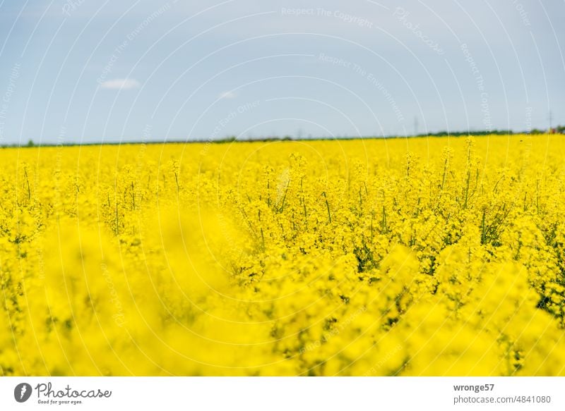 Rape in bloom as far as the eye can see Edge Oilseed rape flower Canola field Oilseed rape cultivation Field Yellow Blossoming Agricultural crop Colour photo