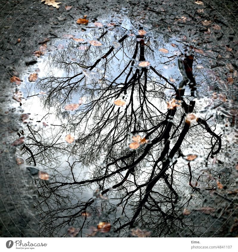 mirror of nature Puddle Tree foliage Autumn leaves reflection off gravel Perspective Sky Clouds Wet Water