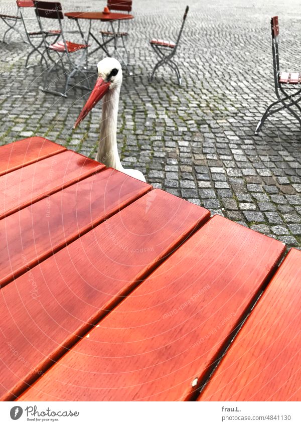 Stork in sidewalk cafe Restaurant Town urban Café Bistro Chair Table Sidewalk café Be confident Thief hungry brazen Funny Marketplace pampered food thief