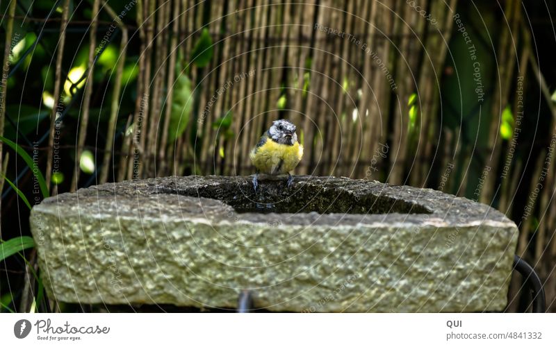 A special blue tit ....so beautifully different... at the bird bath Tit mouse differently unusual lack of plumage Bird Exterior shot Small Wild animal