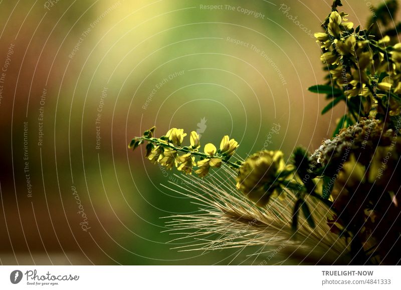 Small wild flowers bouquet detail against blurred soft background in green yellow Bouquet broached blossoms leaves spike out of focus Green Yellow Soft