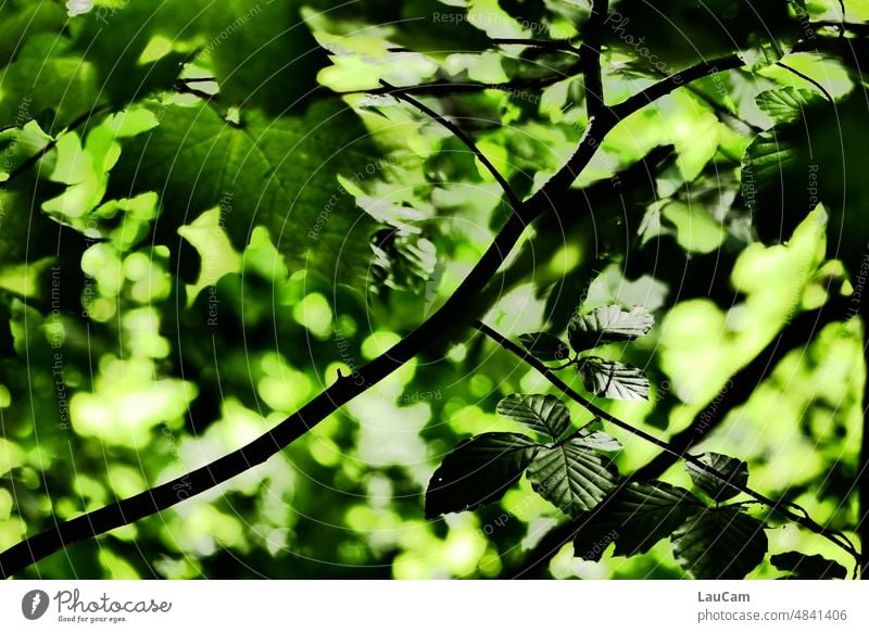 Shade sea of leaves trees Forest Canopy Leaf canopy foliage Deciduous tree Green Bright Green Tree Nature Environment Light Shadow Shadow play shade dispenser