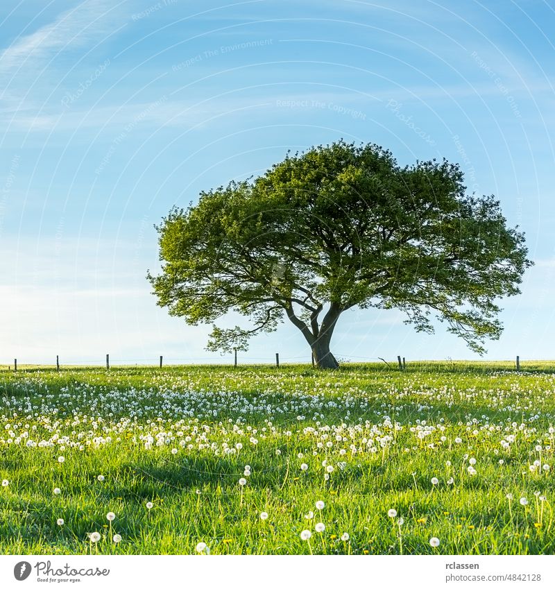 Old tree on dandelion meadow with Blue Sky on spring in the Eifel germany agriculture blue clouds cloudy color deciduous decrease dramatically ecology eifel