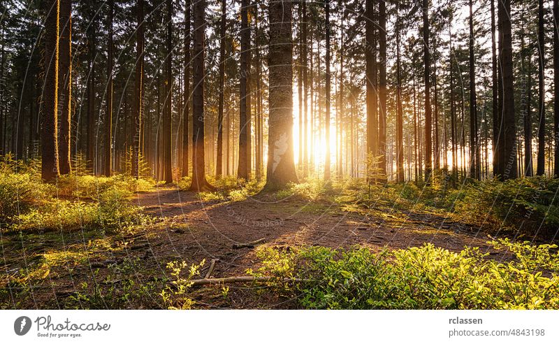 Silent Forest in spring with beautiful bright sun rays and path panorama tree morning dusk autumn authentic grass lens flare nature outdoors peace peaceful