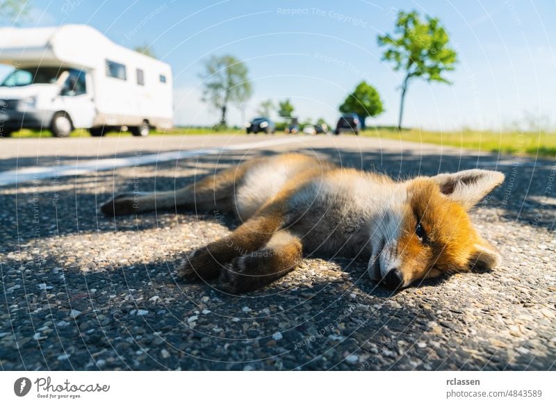 Red fox deadly in the street edge asphalt camp highway accident animal camper blood travel holidays body brown car outdoor car accident closeup collision crash