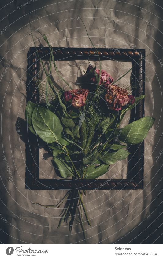 Rose, antique pink Dried Shriveled Old Ancient Frame Picture frame Past Transience Colour photo Faded Limp Flower Plant Dry Blossom Nature Death Decline Grief