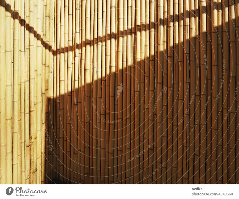 Bamboo curtain Bamboo sticks Natural material Shadow play Safety Grating Structures and shapes Sunlight Screening Protection Fence Close-up Many Colour photo