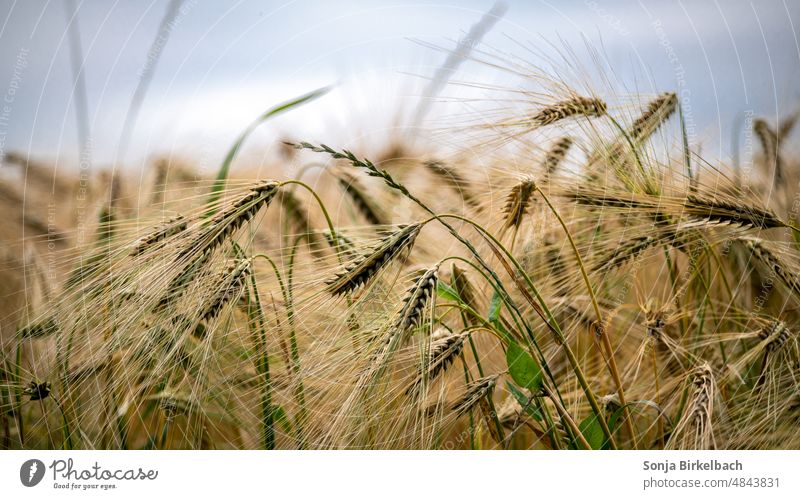 Ripe grain on a field Grain Wheat Field acre Agriculture agrarian Grain field Cornfield Organic produce Bread Harvest Food Agricultural crop extension peasant