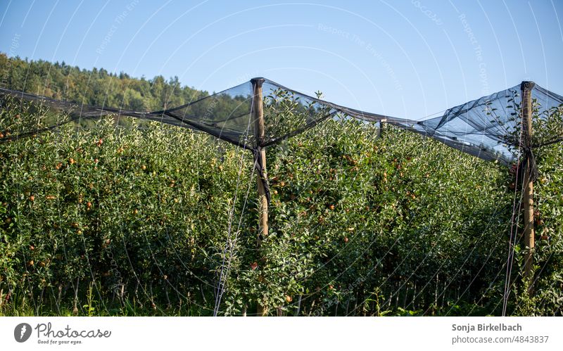 Apple orchard with protective nets in summer Apple plantation Fuit growing trees Plantation Agriculture Protection Net agrarian fruit growing extension Green