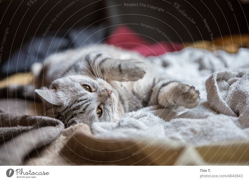 a cat lolls Cat relaxation Relaxation Animal Colour photo Looking Cute Pet Animal portrait Animal face Domestic cat Interior shot Pelt Observe Whisker