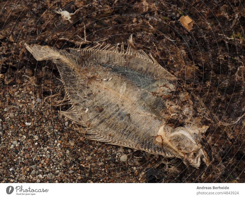 Dead flatfish on the beach of the Baltic Sea rotten death change climate ecosystem environment outdoor ecology dead body sea summer nature fishing dry sand