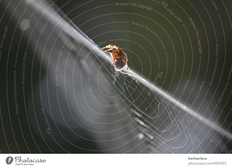 loner | acrobat Nature Air Sunlight Spider 1 Animal Line Stripe Spider's web Crawl Small Athletic White Life Movement Contentment Ease Network Senses