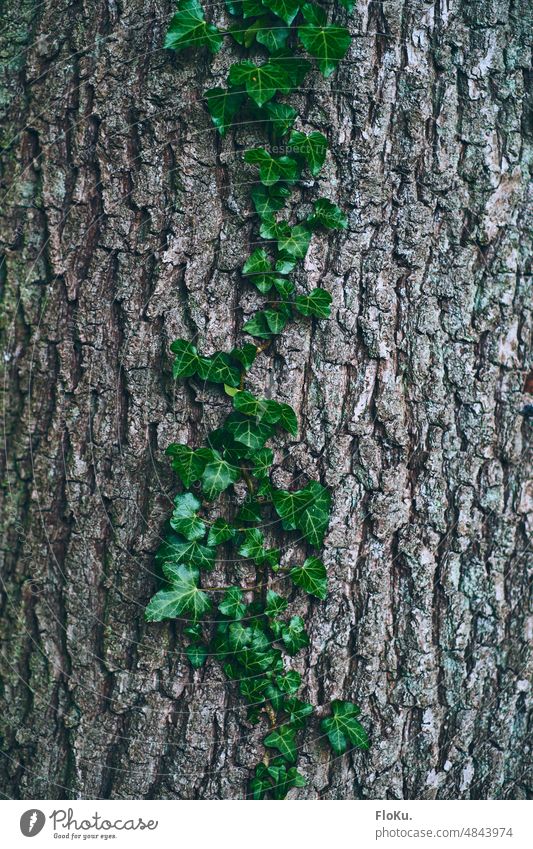 Tree bark with eufeur vine Tendril Nature Ivy Plant Green Exterior shot Colour photo Leaf Growth Creeper Detail Environment naturally Overgrown Foliage plant