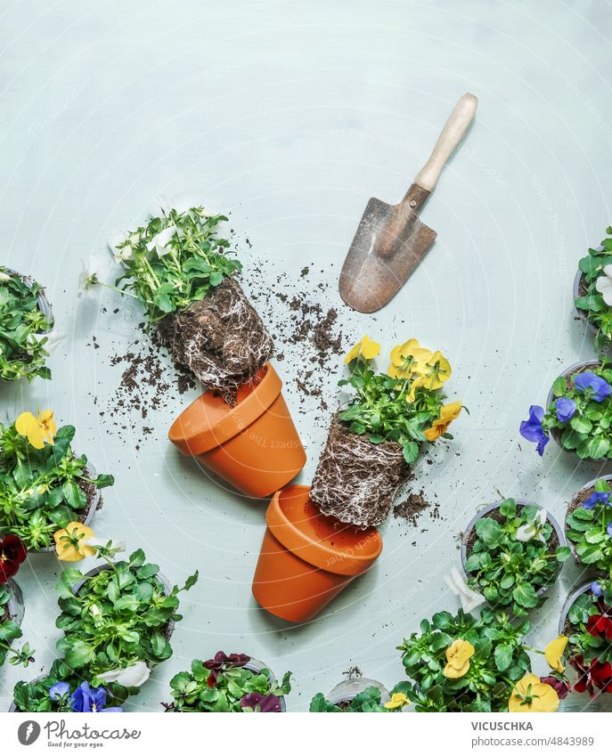 Gardening setting with terra cotta plant pots,  shovel and flowers with soil and roots with potted flowers. gardening flowers pots light blue background