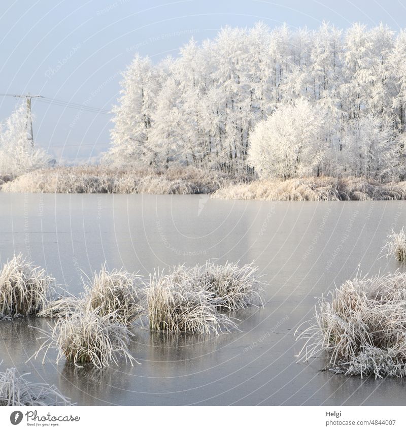 Winter at the lake - grasses and trees are covered with hoarfrost, there is a layer of ice on the lake Hoar frost chill Frost Lake Grass Tree Ice freezing cold