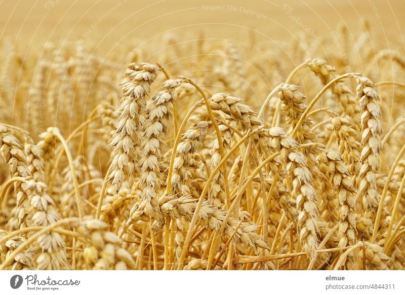 golden yellow wheat ready for harvest in the field / bread grain Wheat Ear of corn Grain of wheat Bread Cereals Grain harvest Nutrition Field construction