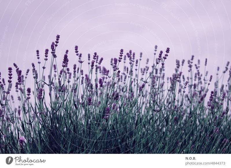 Lavender sideways Lavendula lavender scent lavender blossom Fragrance Odor Violet purple Healthy Summer Summery Summerflower natural light blurriness Blossom